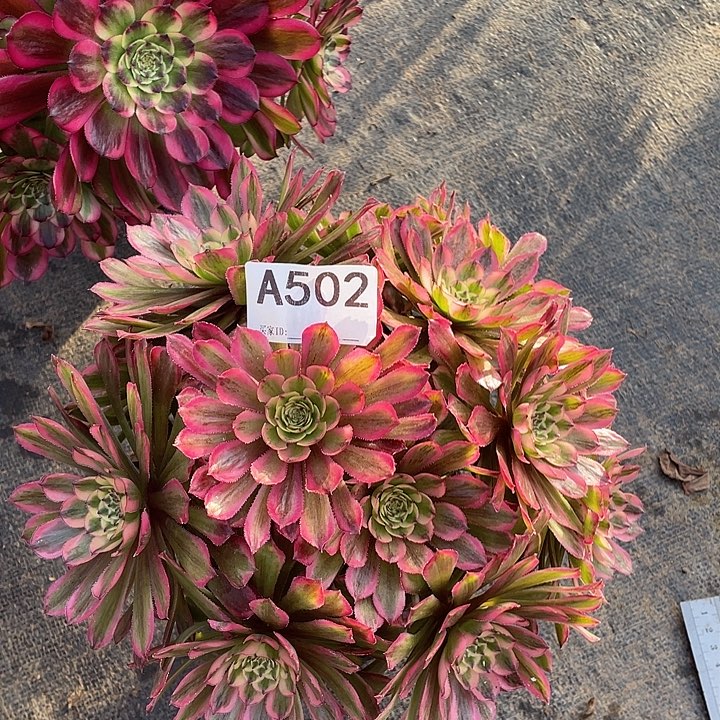 糖果粉黛多肉植物502