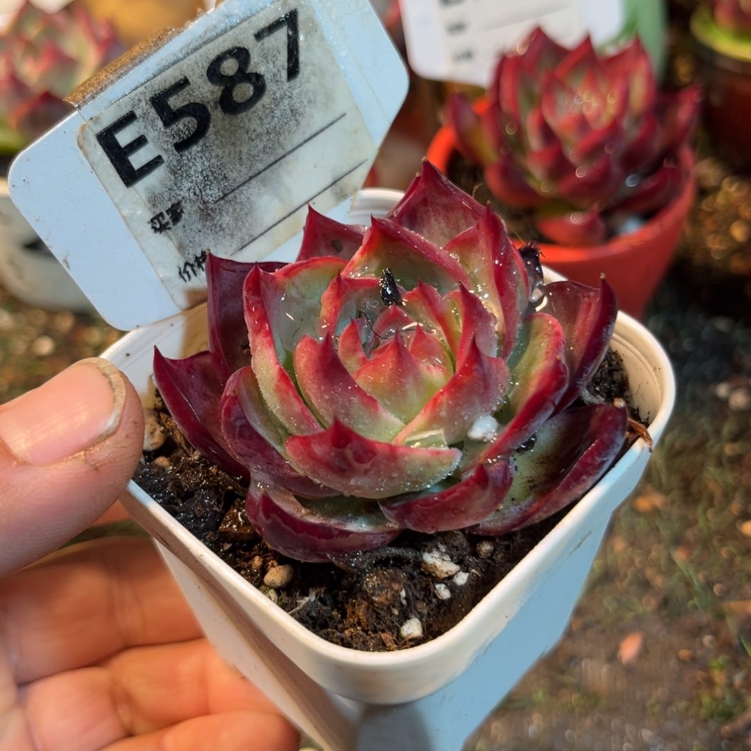 惊鸿一瞥587号多肉