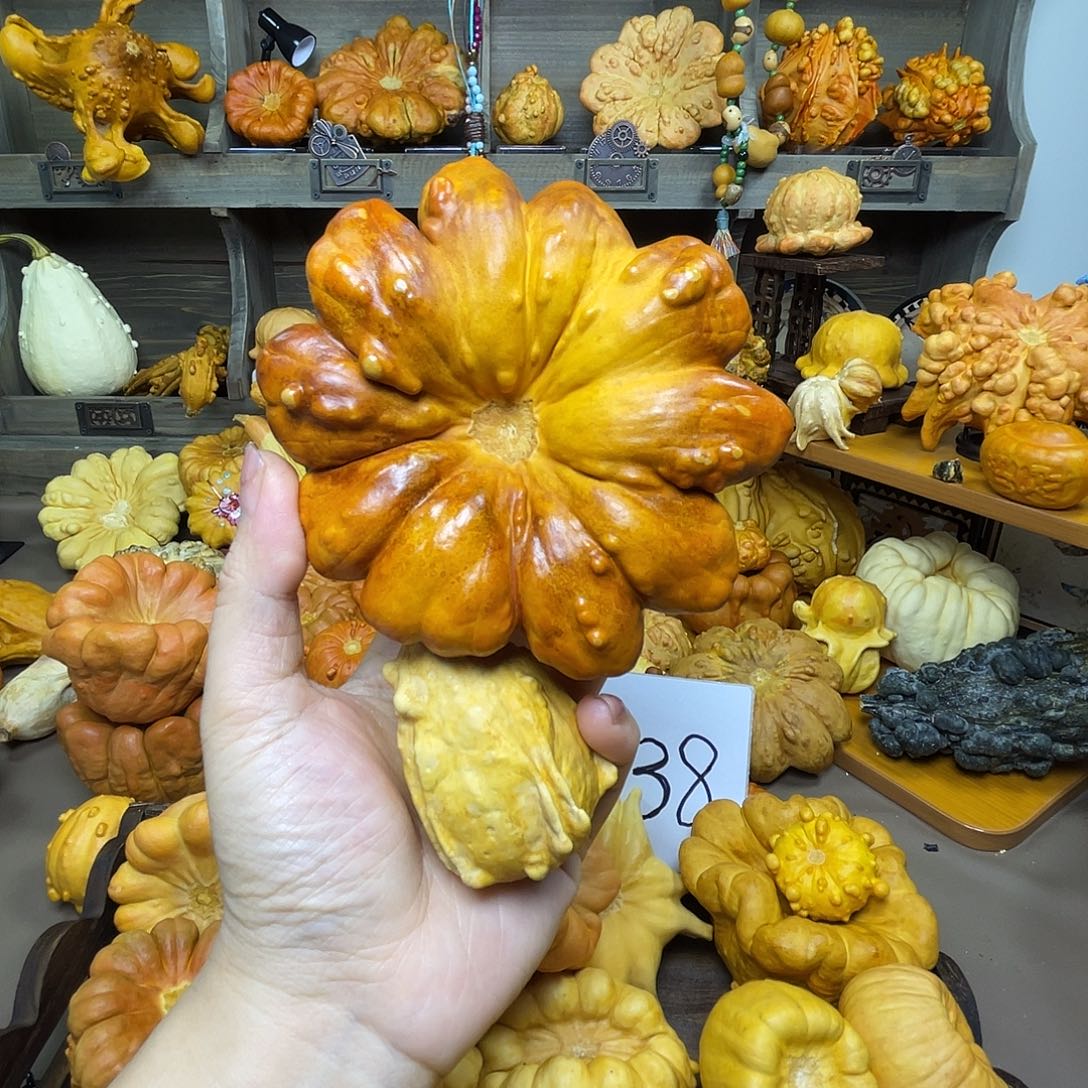 点***点葫芦大花 开播福利，不退换