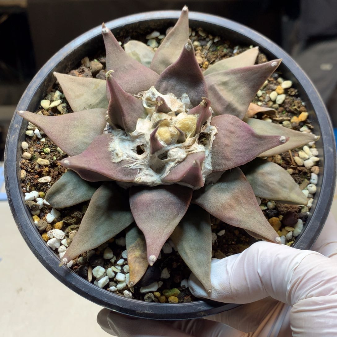    26号 实生紫肌 龙牙杂岩牡丹13.3公分