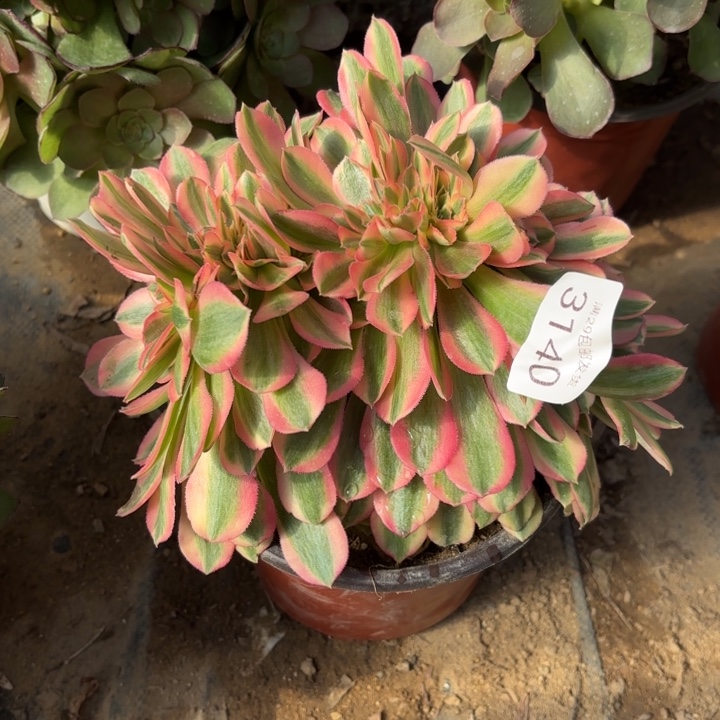 粉女巫坠多肉法师3140