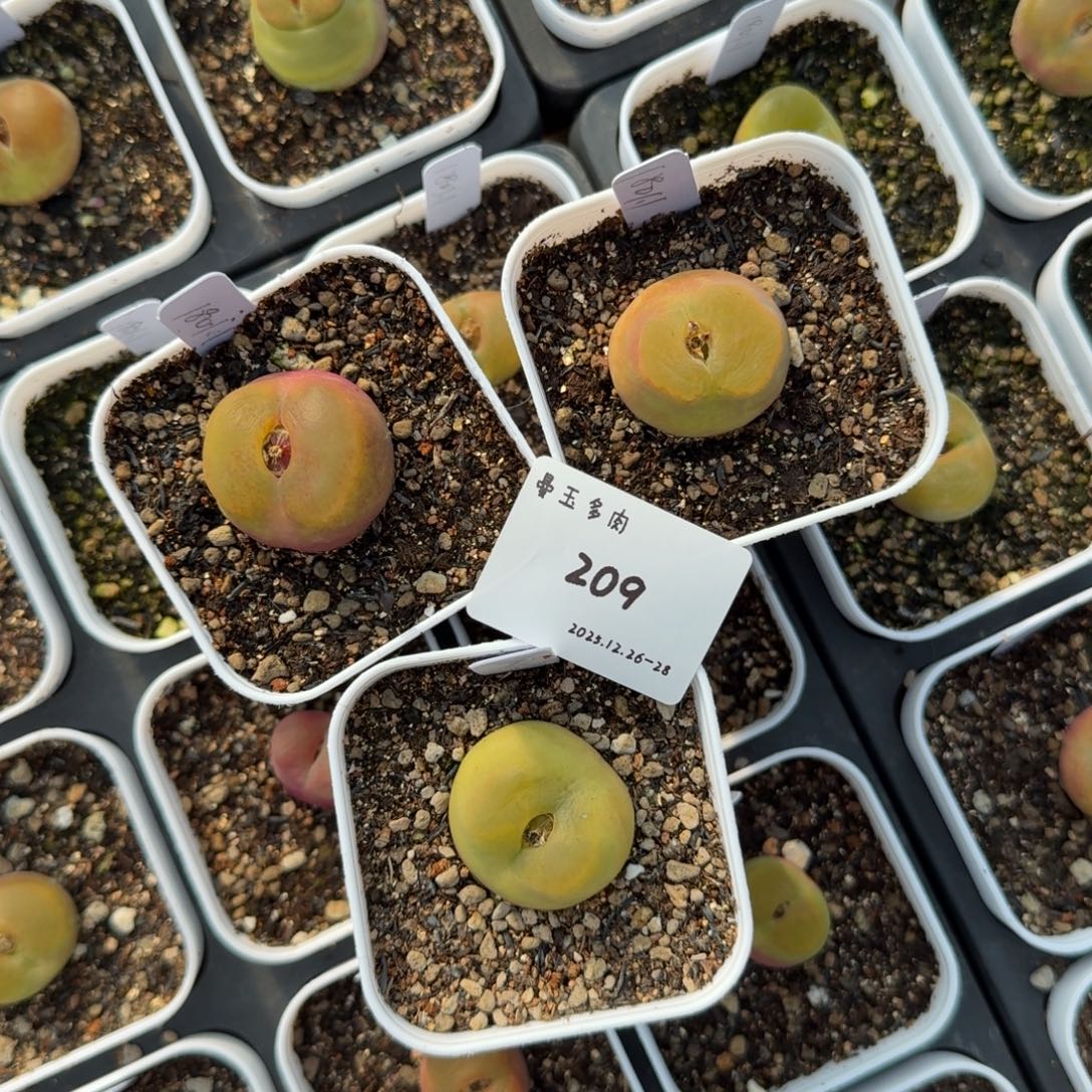 轩***妈多肉多肉多肉12-209