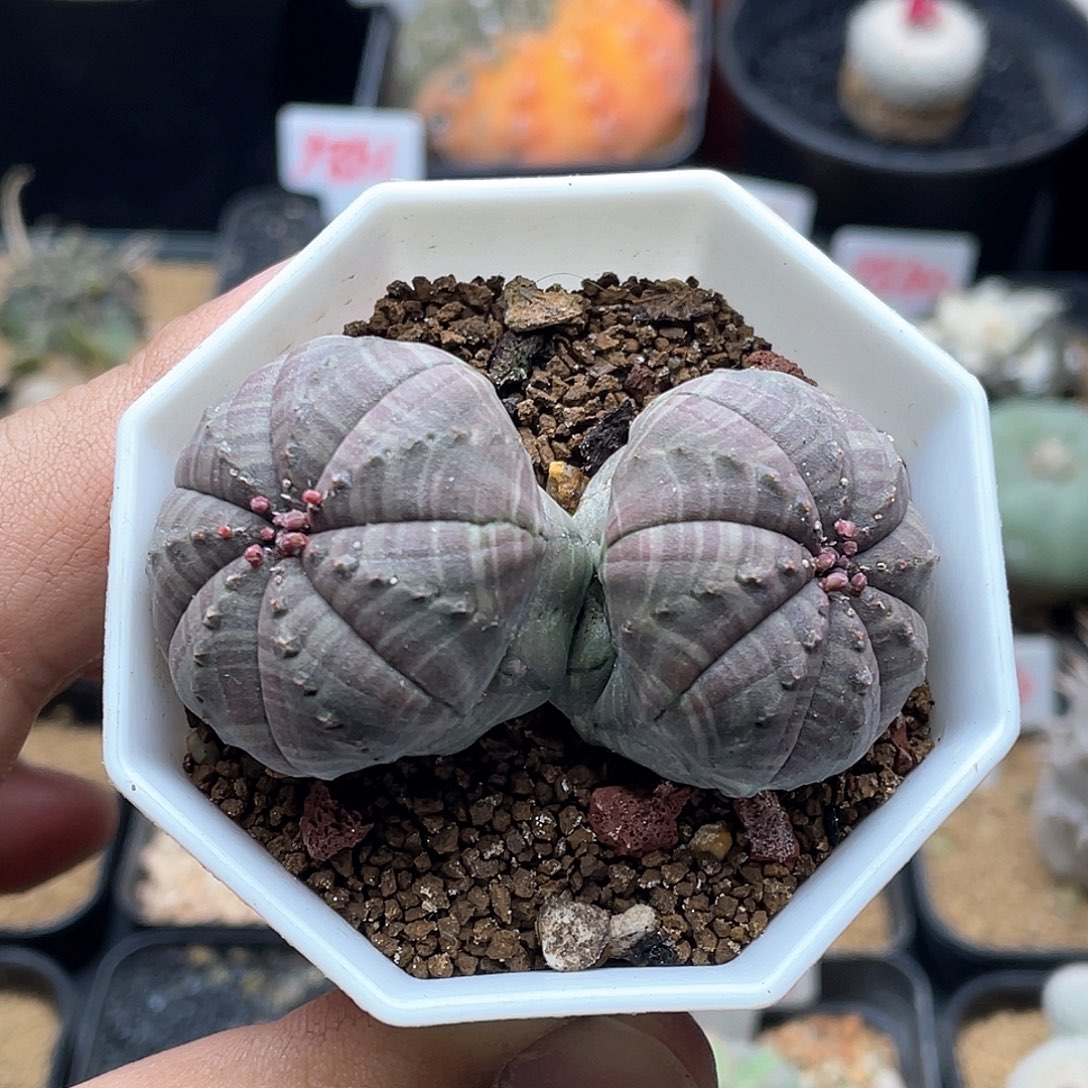 双头紫肌神玉欧布 致远多肉