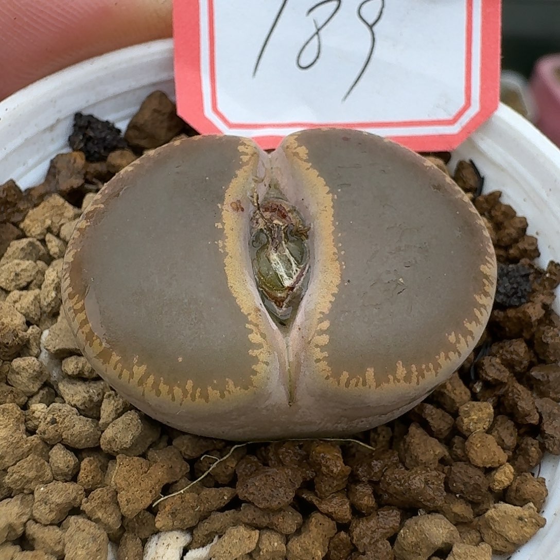 189多肉给哈哈哈哈哈哈