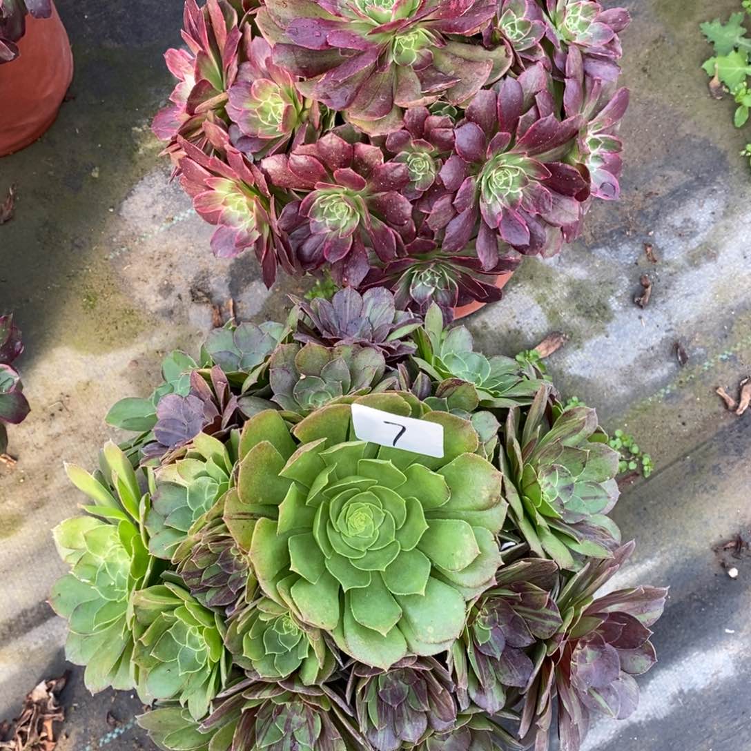 无花朵多肉植物组合拼盘7
