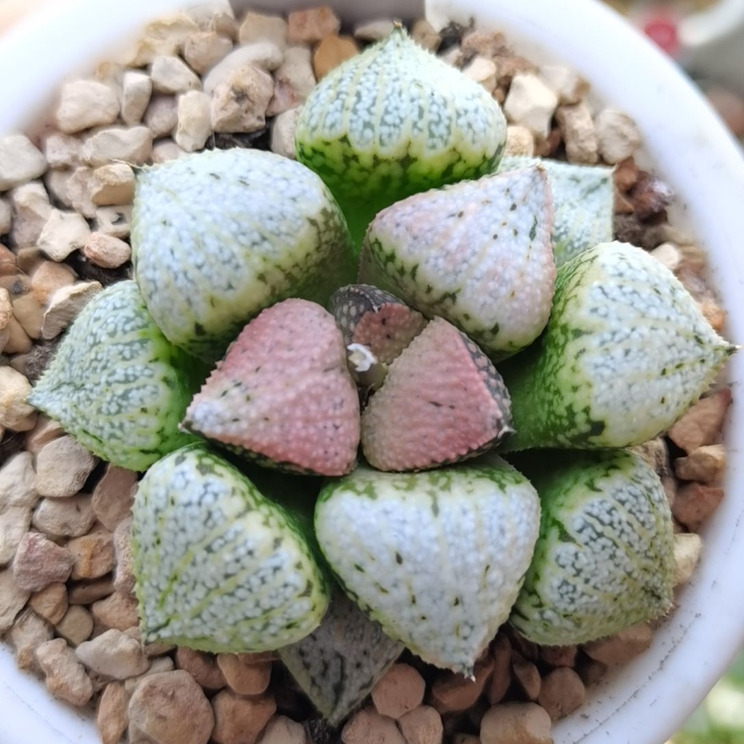 247号实生白银一物一拍带盆土发货