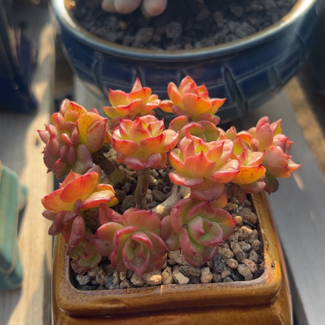 辣牡丹老桩多肉植物