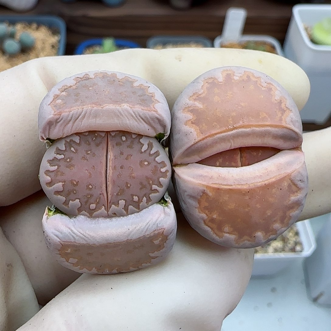 659珊瑚火福利福利