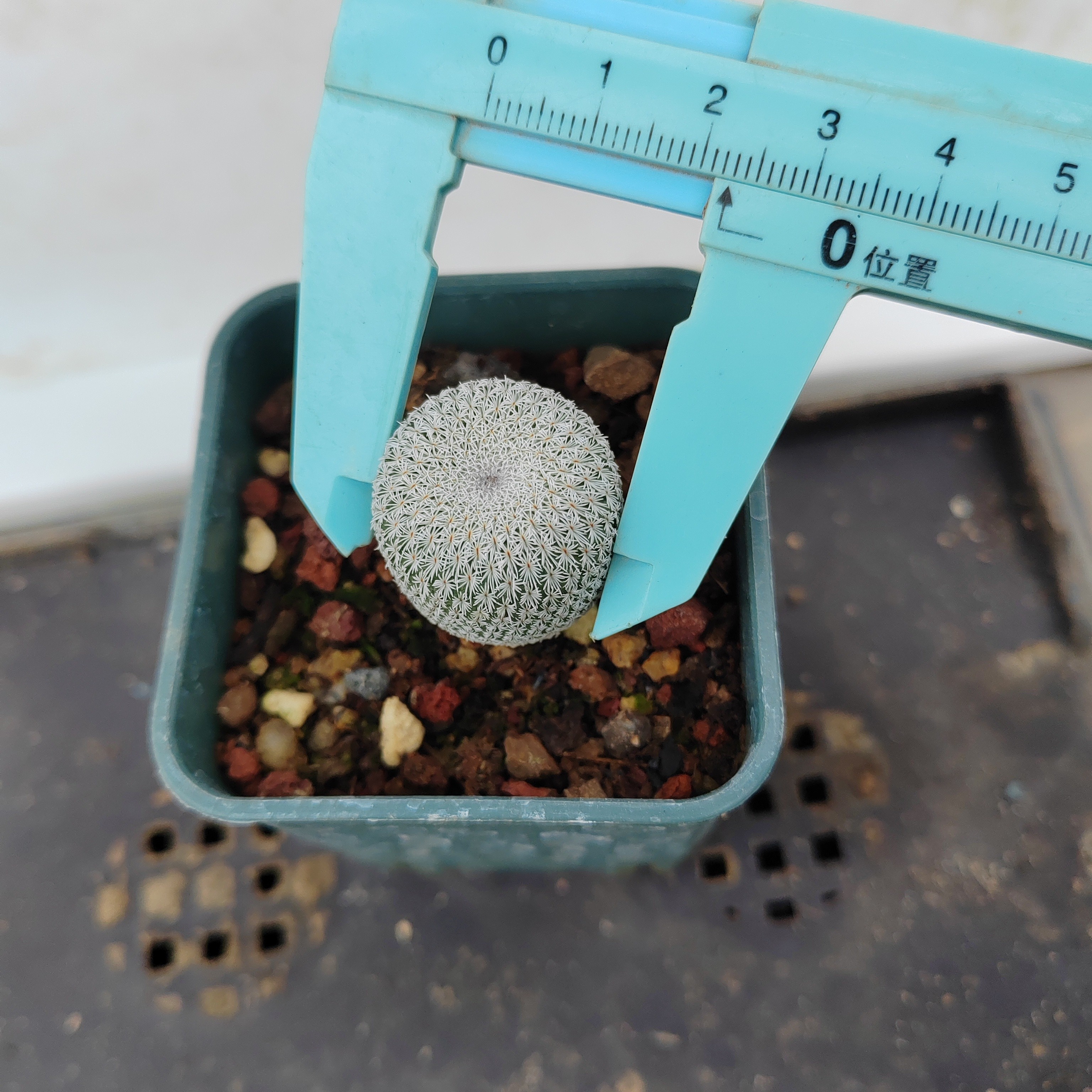 潮流植物乌月丸仙人球仙人球盆栽多肉多肉花卉仙人掌多肉植物室内