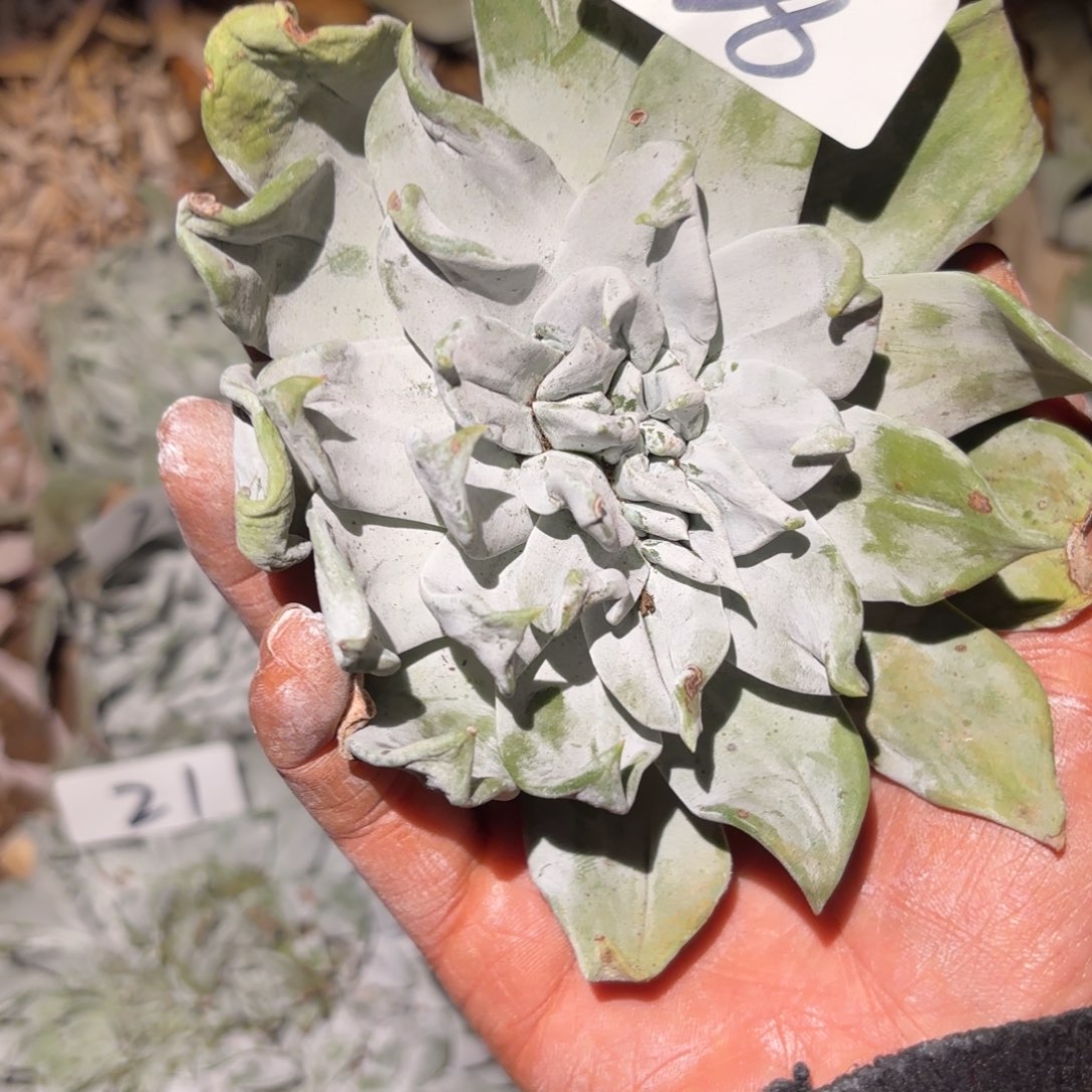 3代杂交仙女杯多肉福利瑕疵