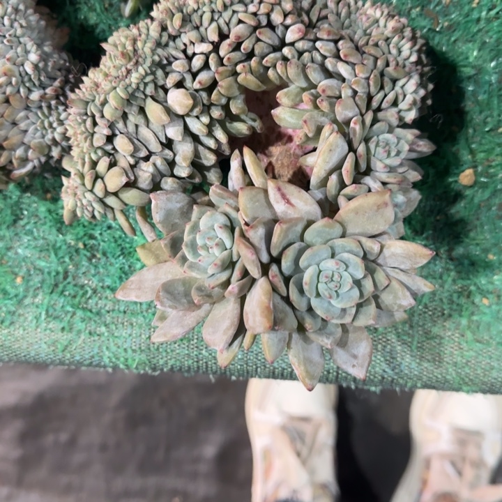 Z***o星影树缀无砍多肉