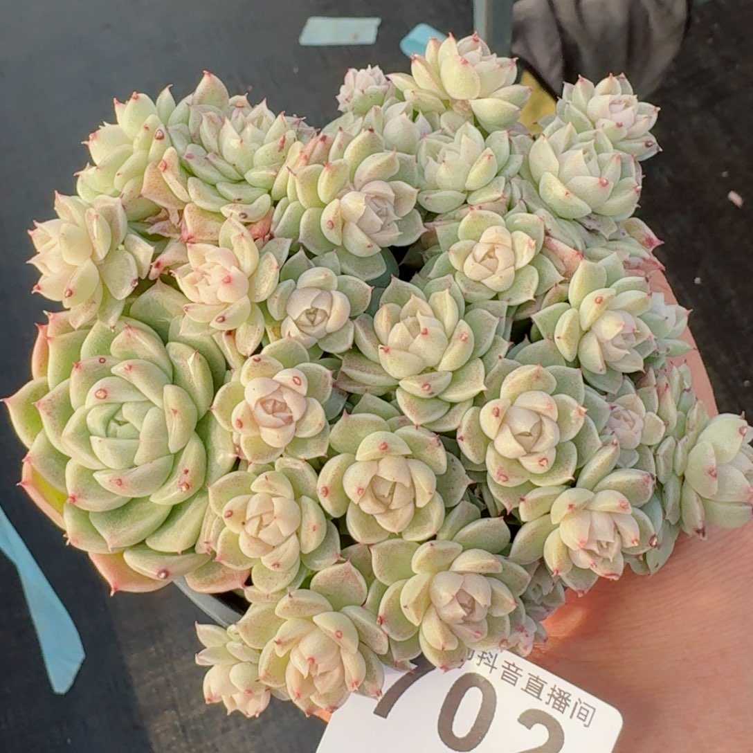 麦秆群生       精品多肉