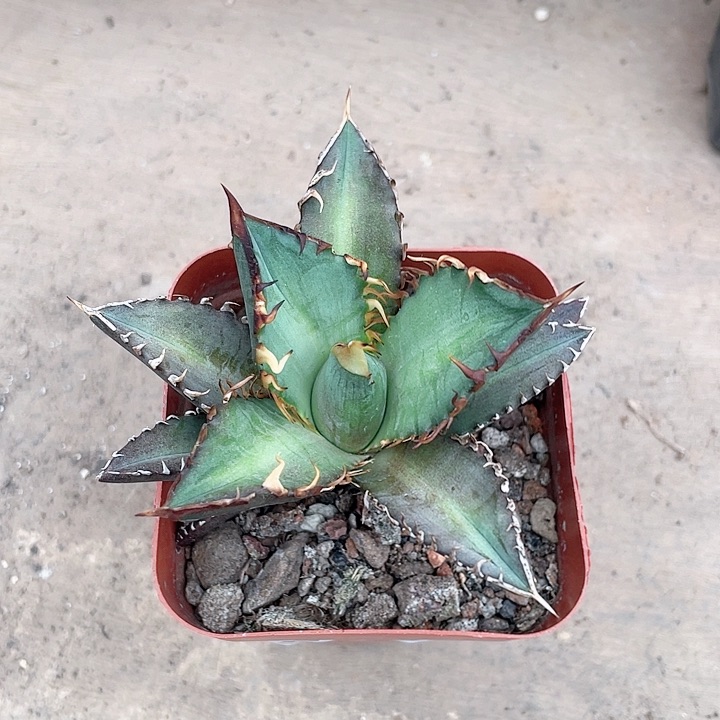 550红猫仁王冠龙舌兰