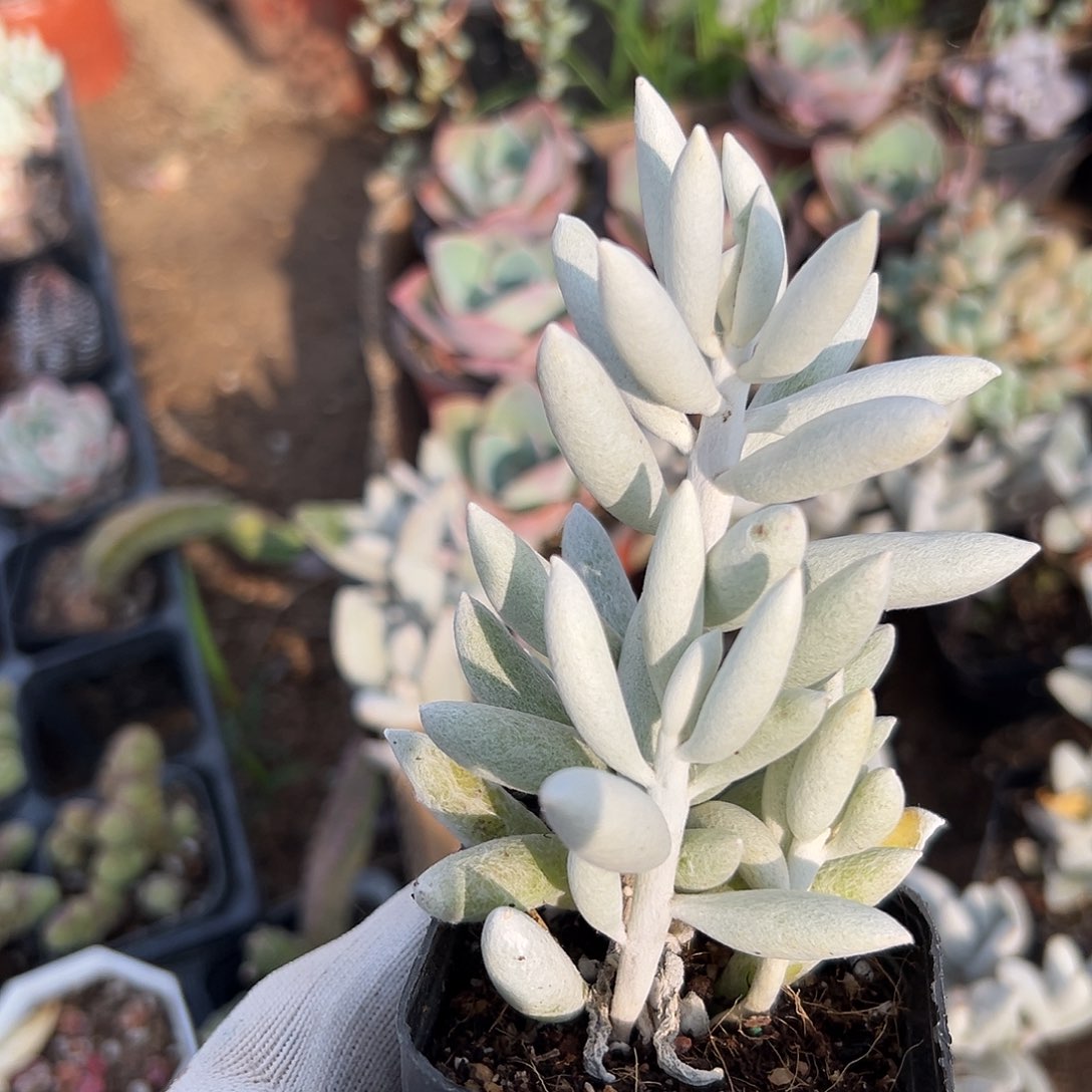 银月父母植物中央音乐学院