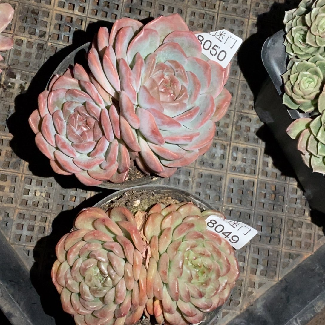 T***.都不包整散掉头8049~8050