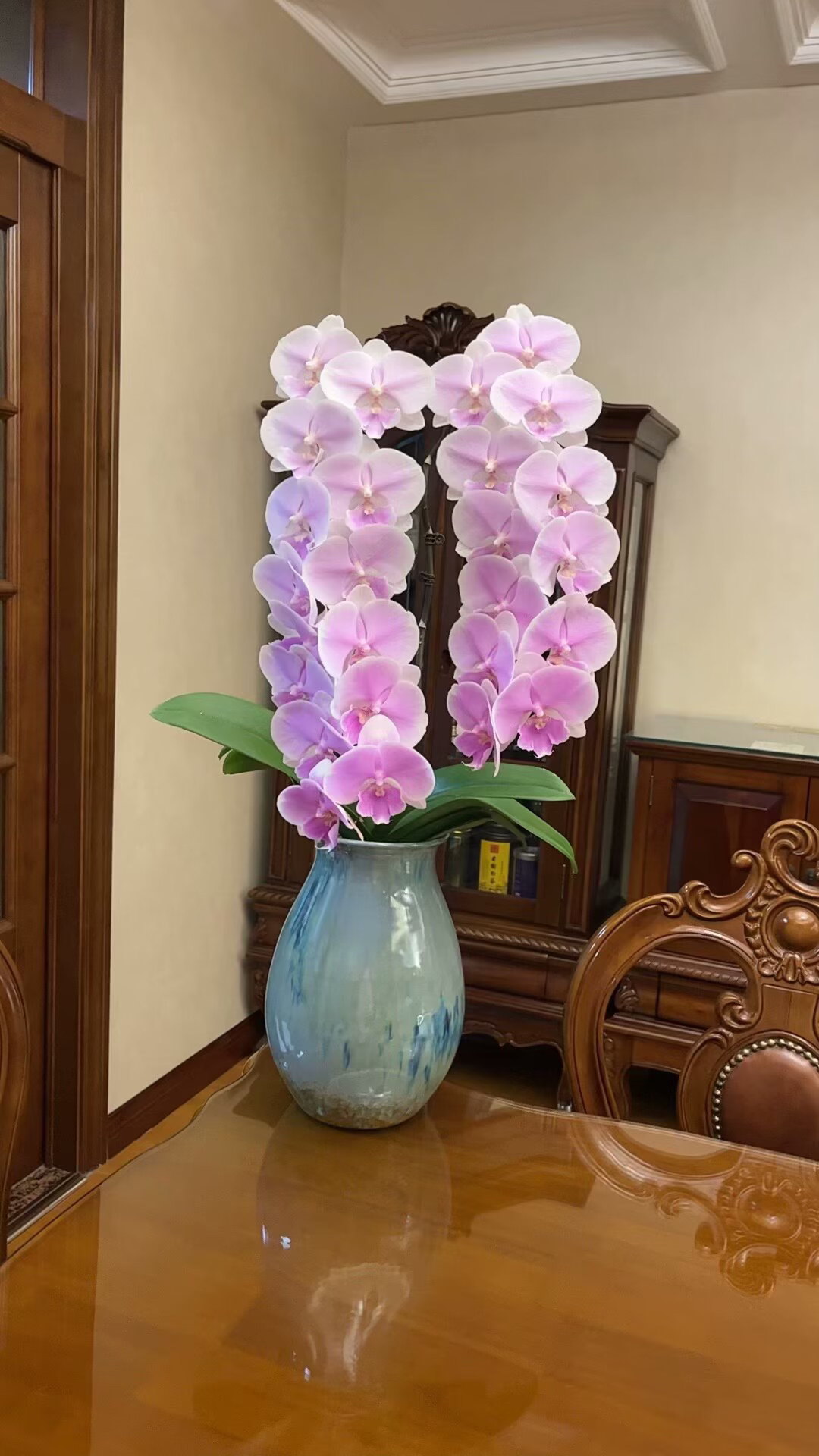 【梦幻婚礼】蝴蝶兰3.5寸 根系良 无花剑