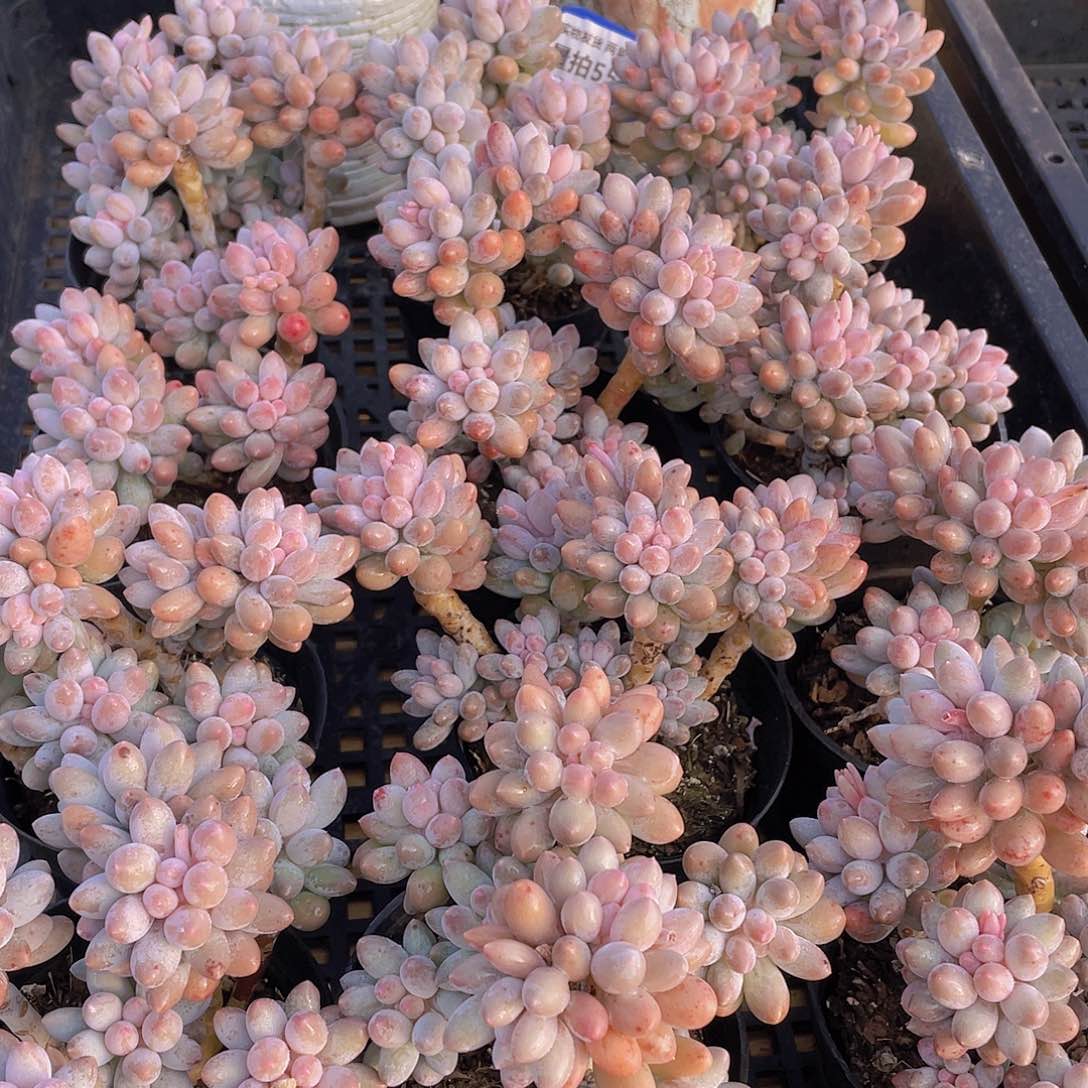 量拍55号 婴儿手指大群生一个