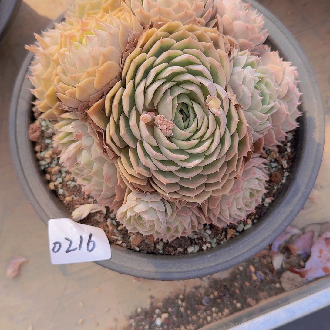 暖*0216昂斯诺多肉植物