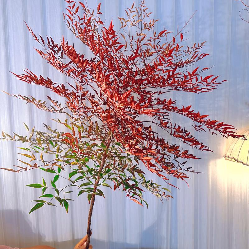 南天竹树苗水培土培皆可耐寒耐热四季观叶室内外盆栽