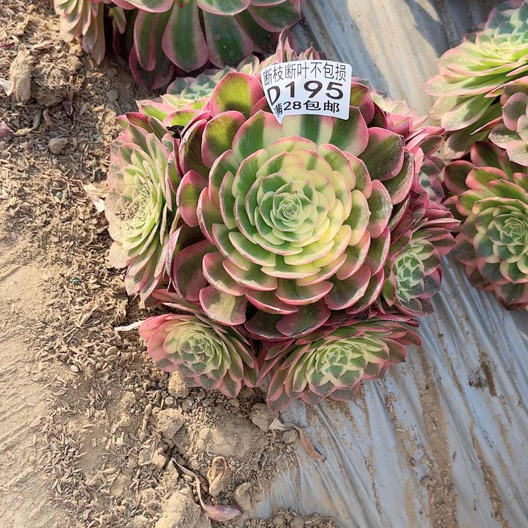 N. 195海王多肉1111