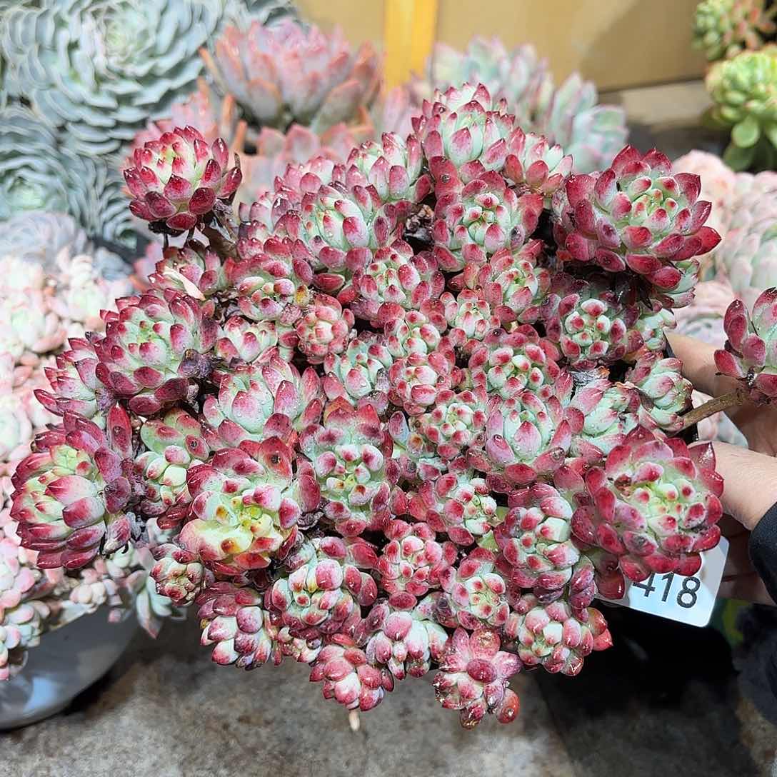 同温层多肉蓝苹果418