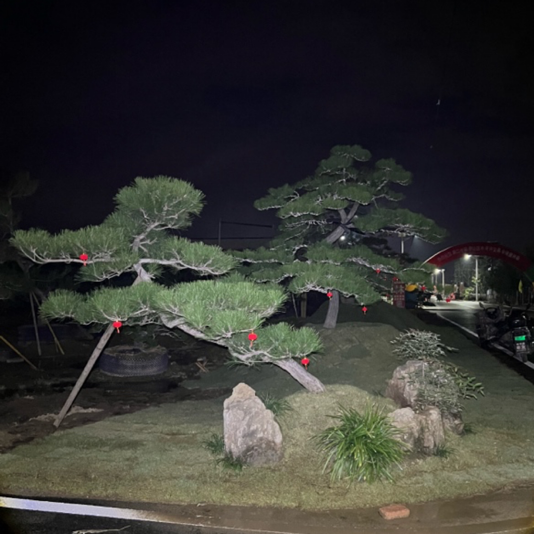 松柏造型迎客黑松邻水黑松过门黑松意向金