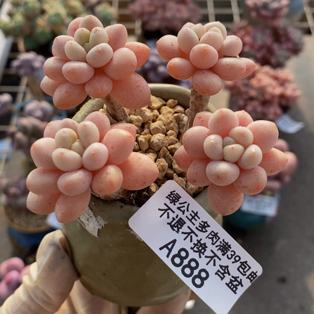 鱼子酱888/6cm多肉