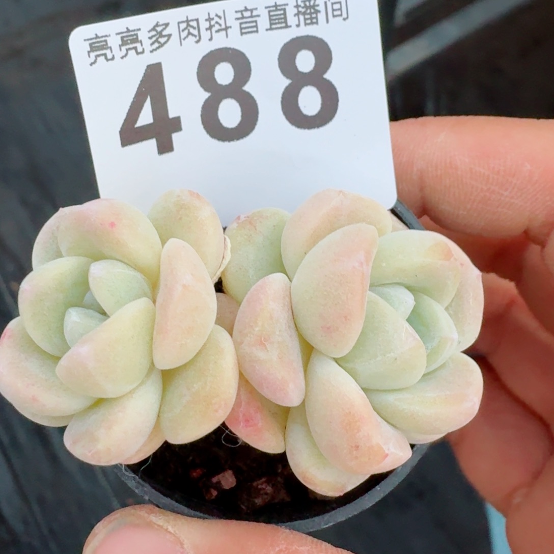 白底冰玉         多肉植物