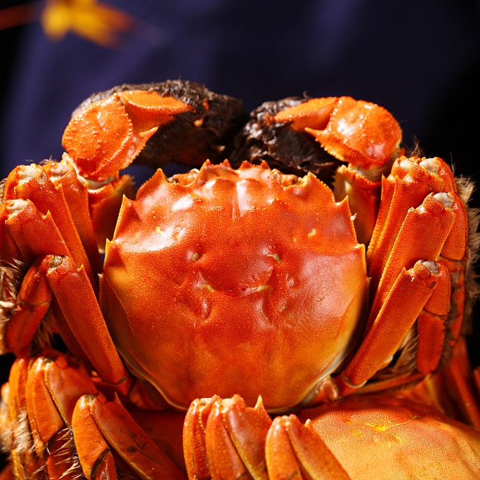 【活蟹】精挑大闸蟹母蟹4.5-4.2两8/10只鲜活冷链MM