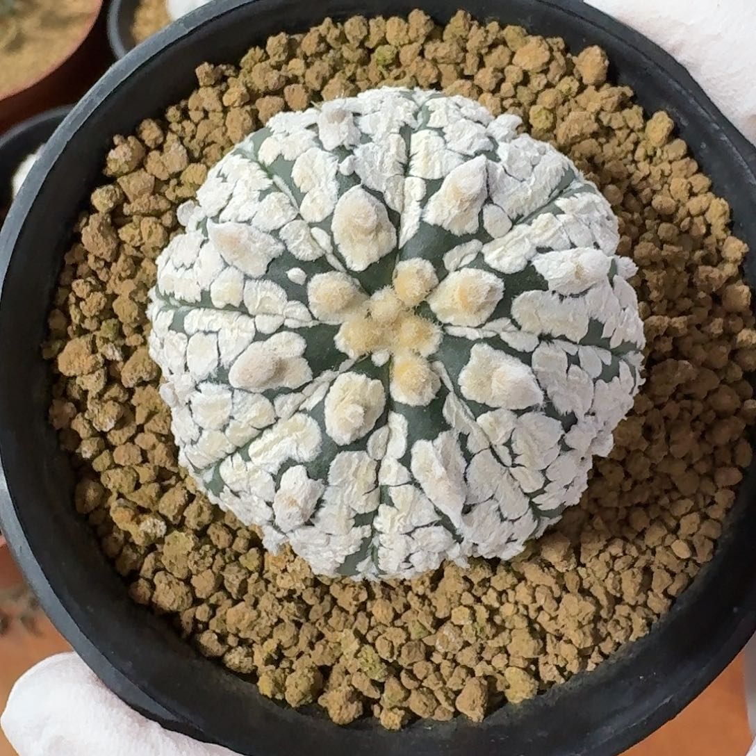 浓白超兜仙人球556