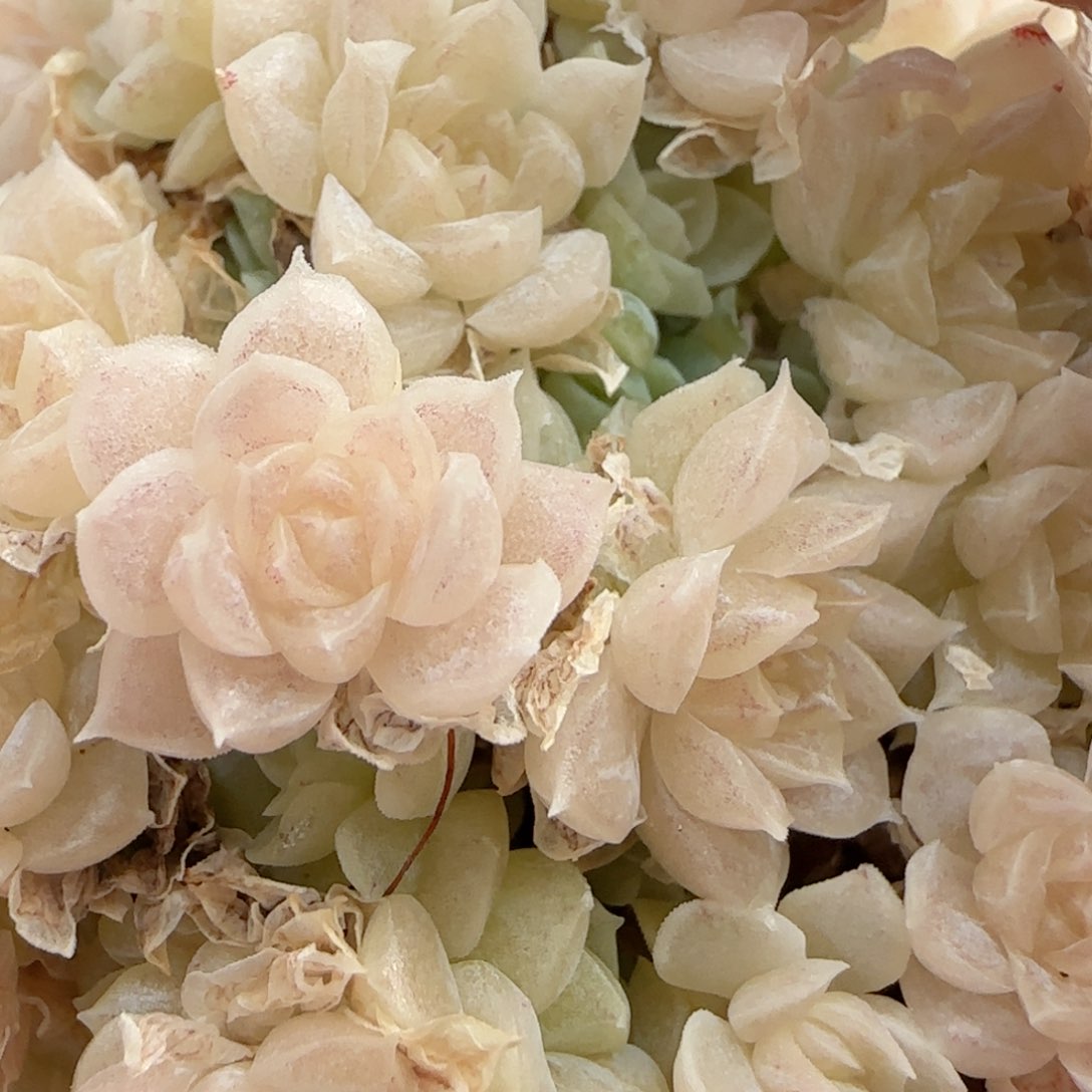 故*喜【闪购商品】0216-81玉透优选麦杆