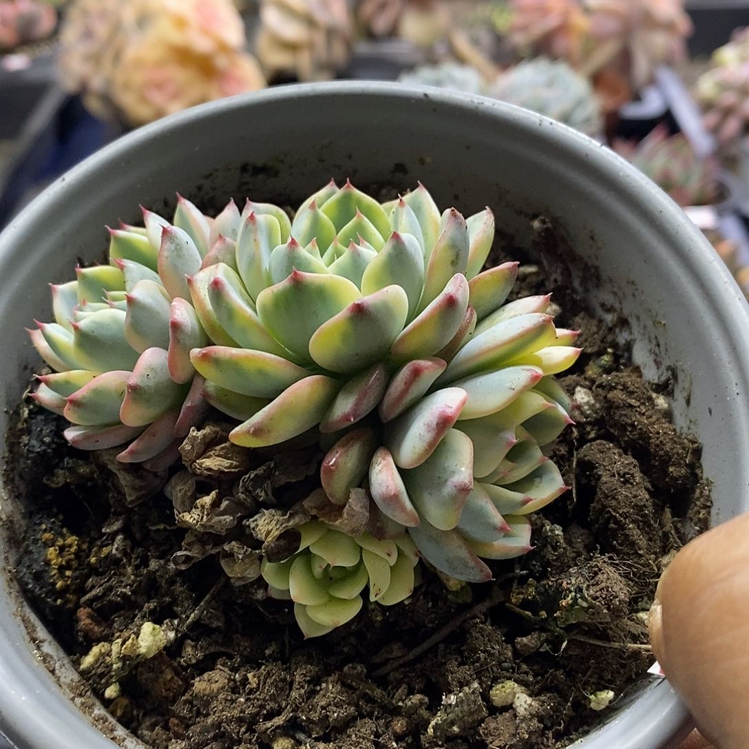 07156姬莲锦多肉植物