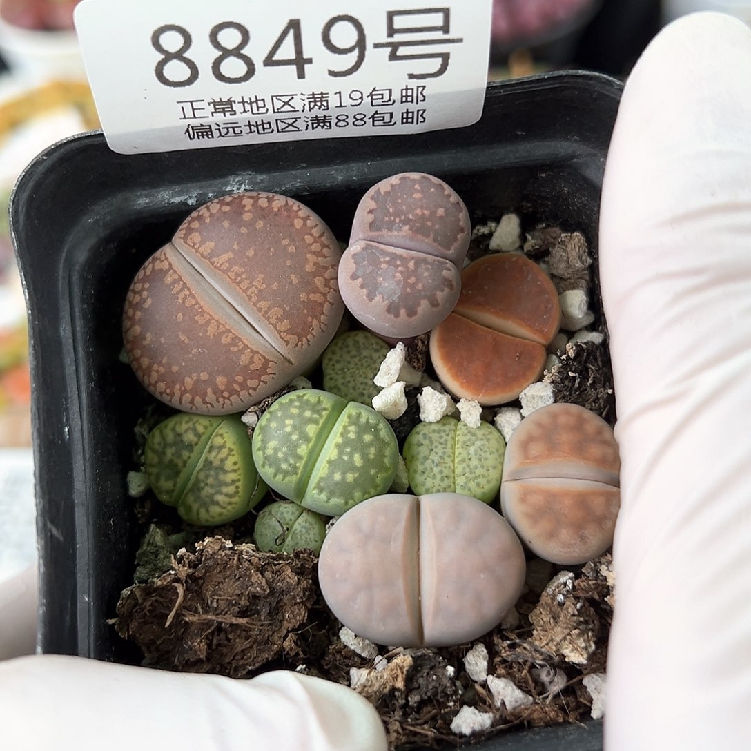 好养易活生石花大母本8849