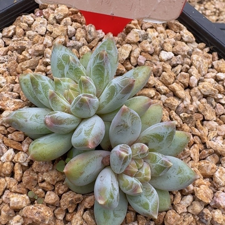 美人534多肉植物