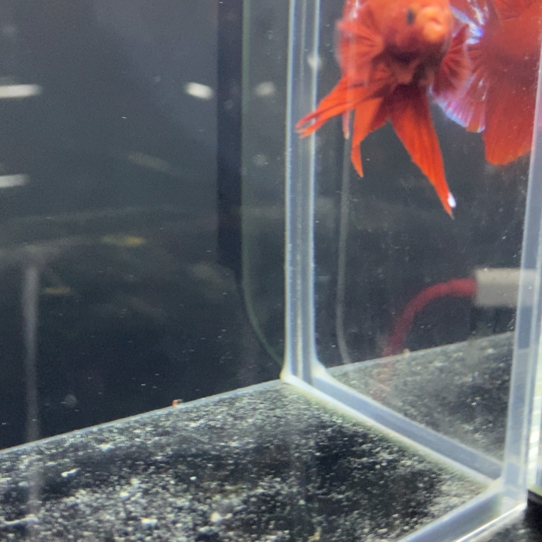 斗鱼包活不包损所见即所得145