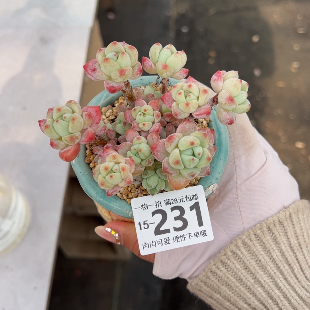 粉香水多肉多肉多肉多肉