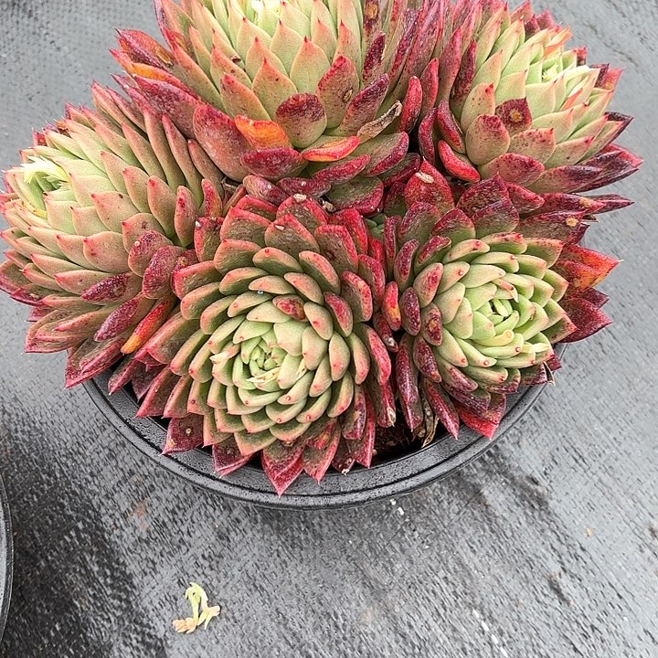 多肉植物，红枫叶