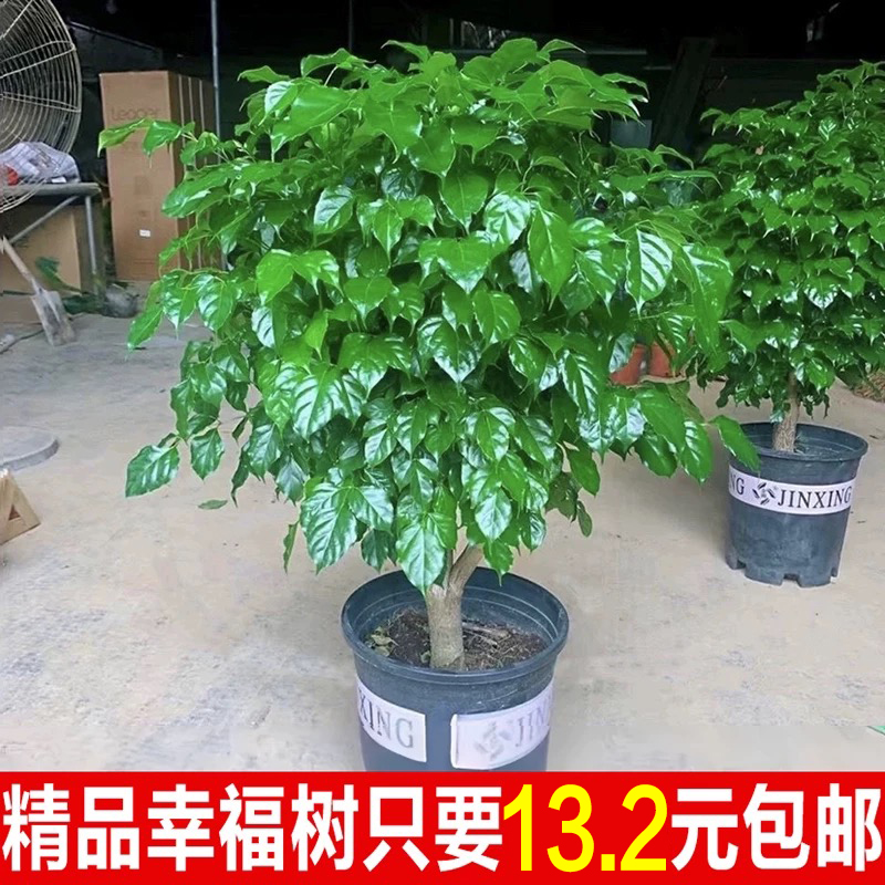 幸福树客厅盆栽四季常青发财树室内净化空气植物平安树除甲醛绿植