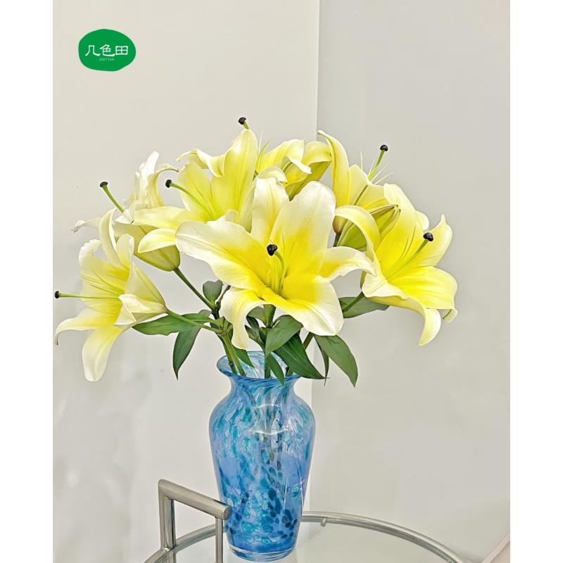 多头黄天霸—单瓣百合（3枝）云南直发鲜花云南花插花鲜花 