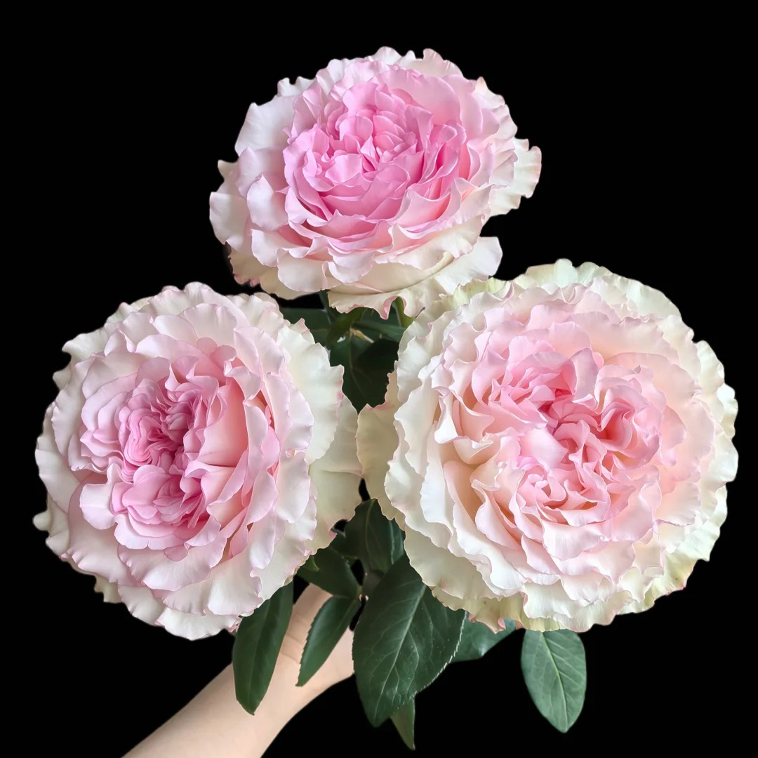 七叶花坊#单头玫瑰 【洛神】鲜花优选 顺丰直发 修剪养护