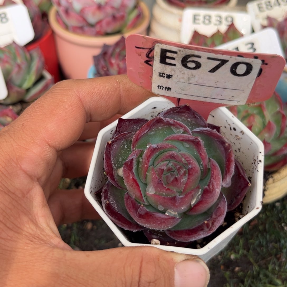 惊鸿一瞥670号多肉