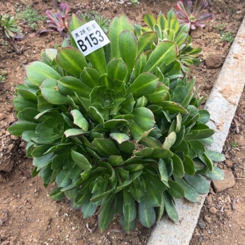 153女巫中班不包断枝