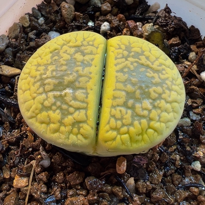 963多肉植物种类多样