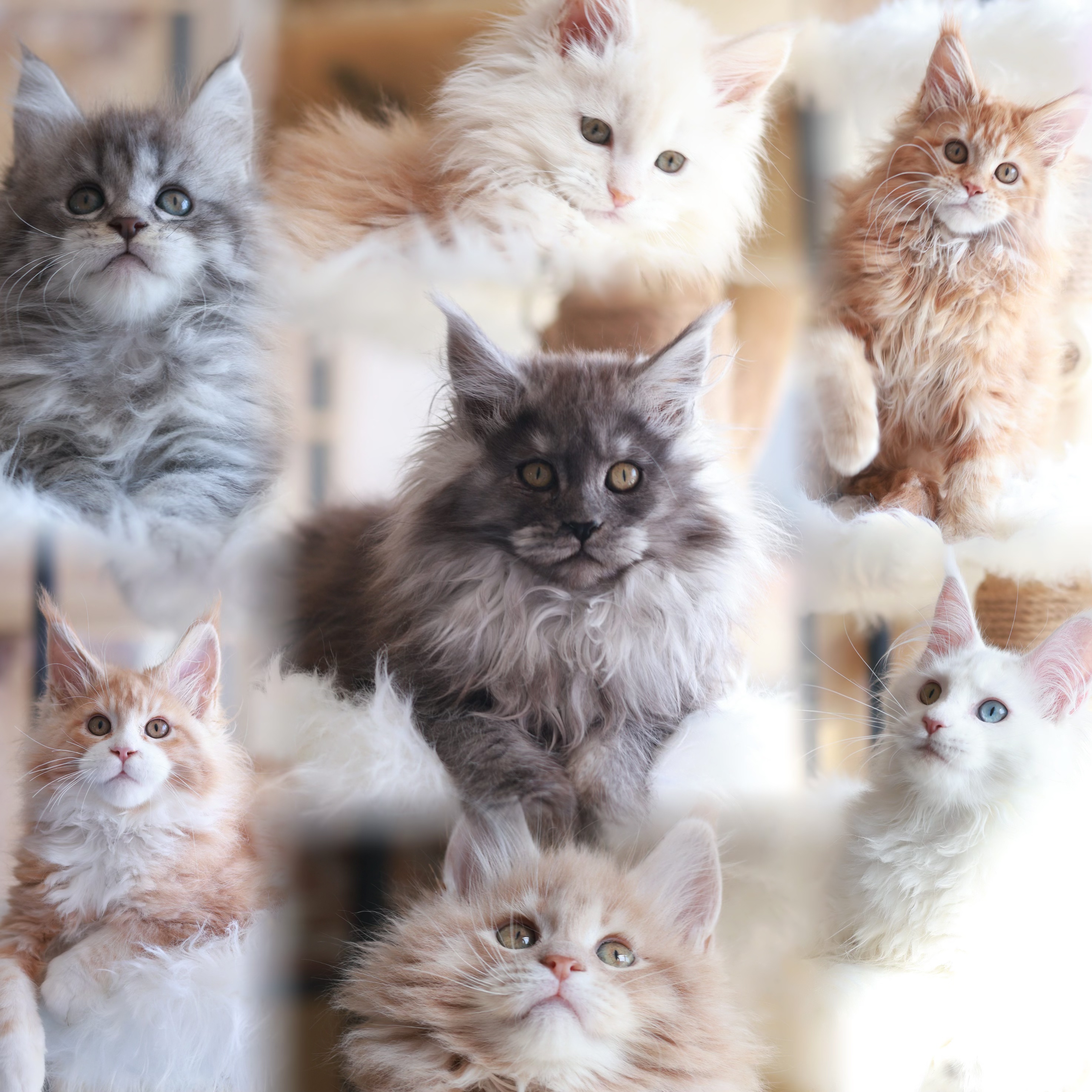 Cat Valley缅因猫舍 纯种缅因猫 活体链接
