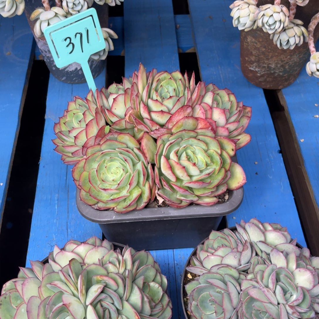 小雨多肉牡丹亭群