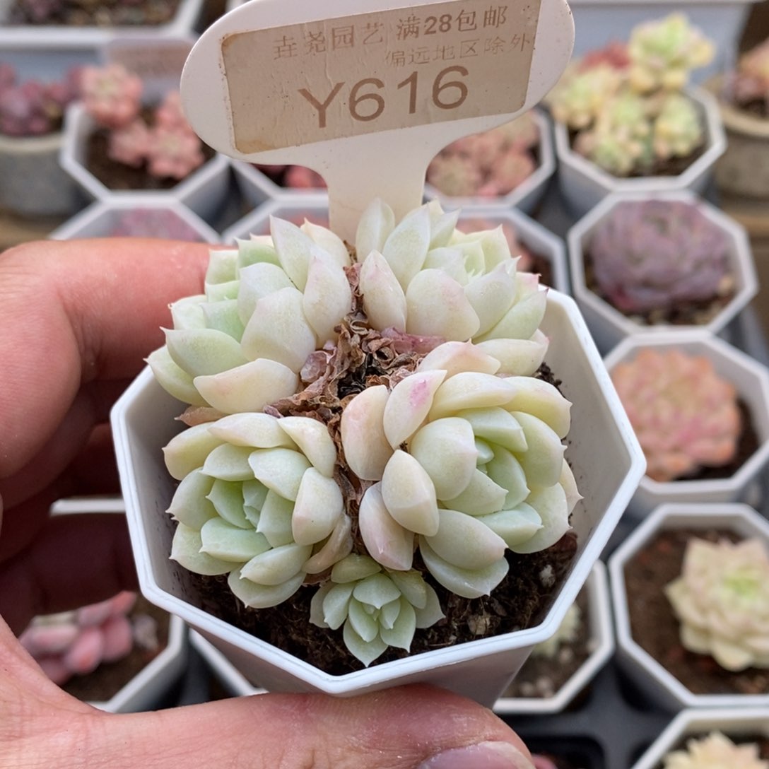 0616今日特价6厘米