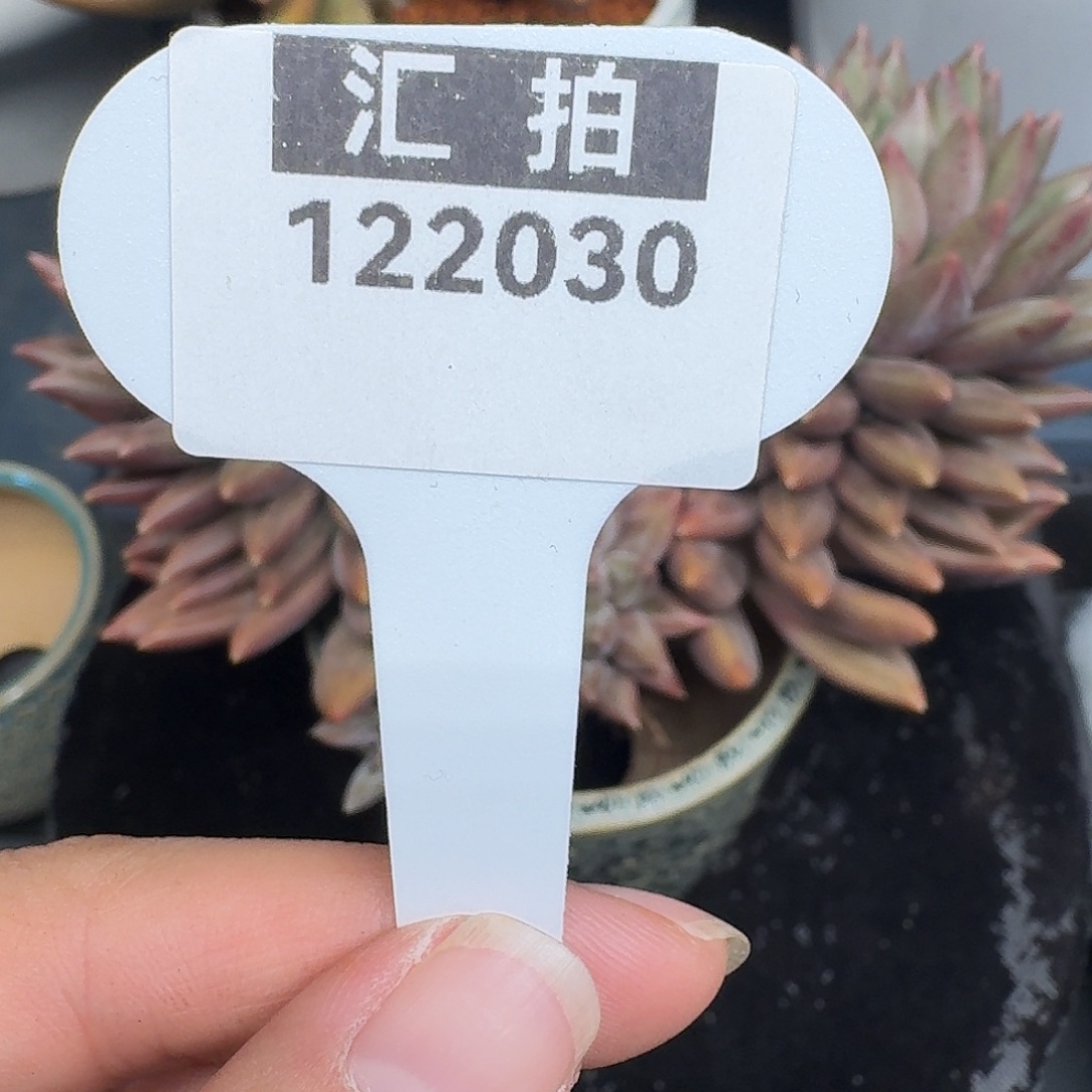 精品多肉植物122030