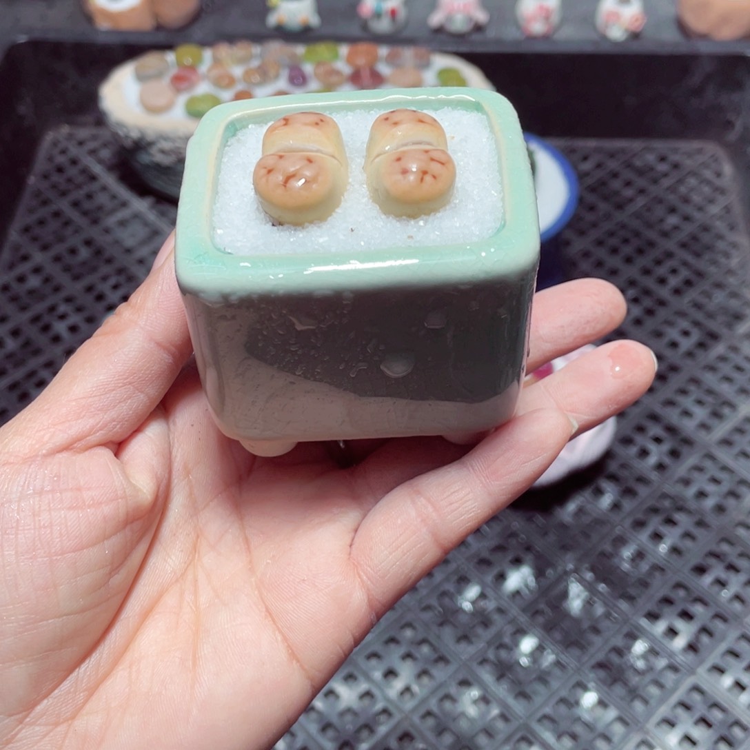 w8960 带盆土发货-零下地区拍保温箱
