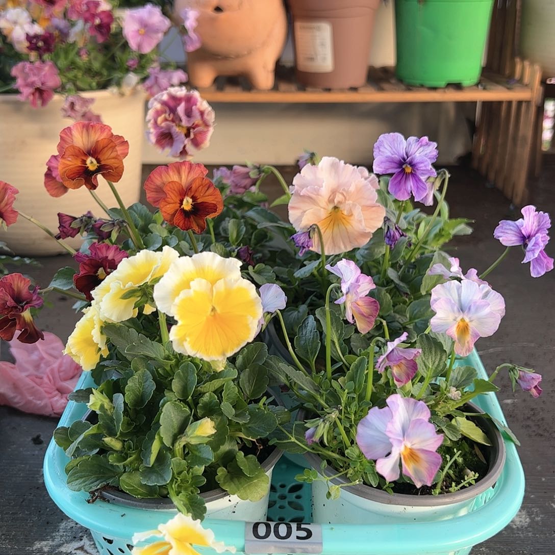 【闪购商品】005号