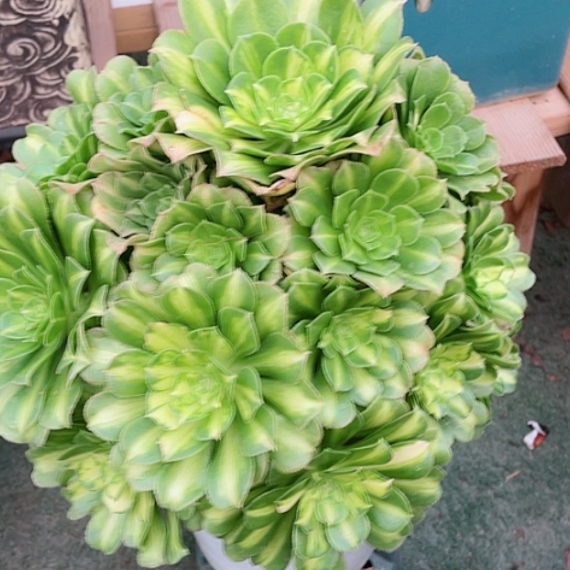 【闪购商品】法师好看也好，养五彩琉璃